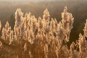 秋天芦苇草芦花图片